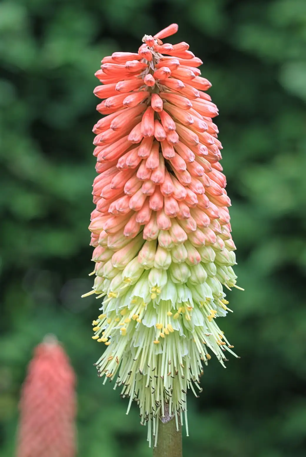 red hot poker division hands close-up