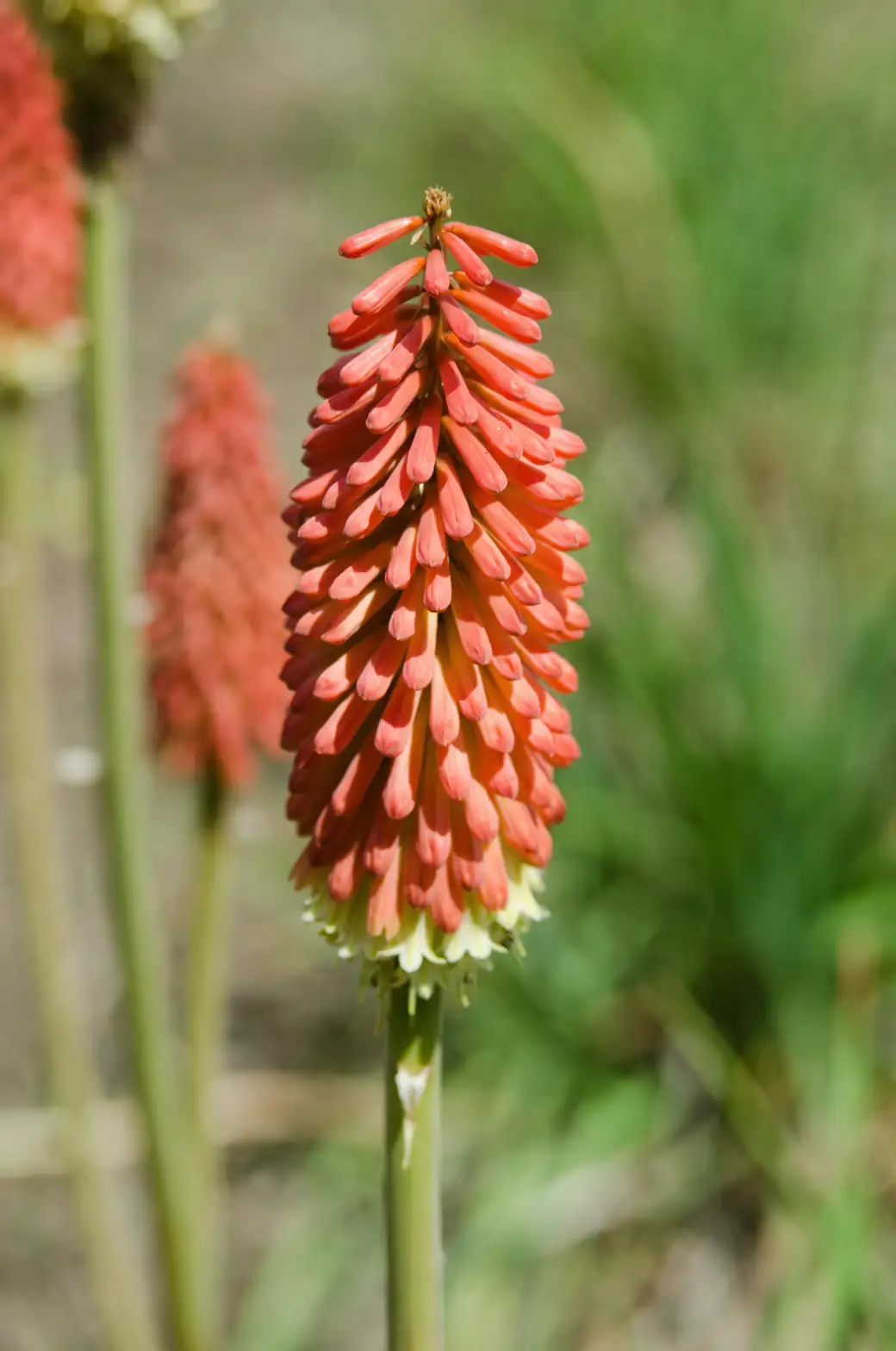 red hot poker root crown planting