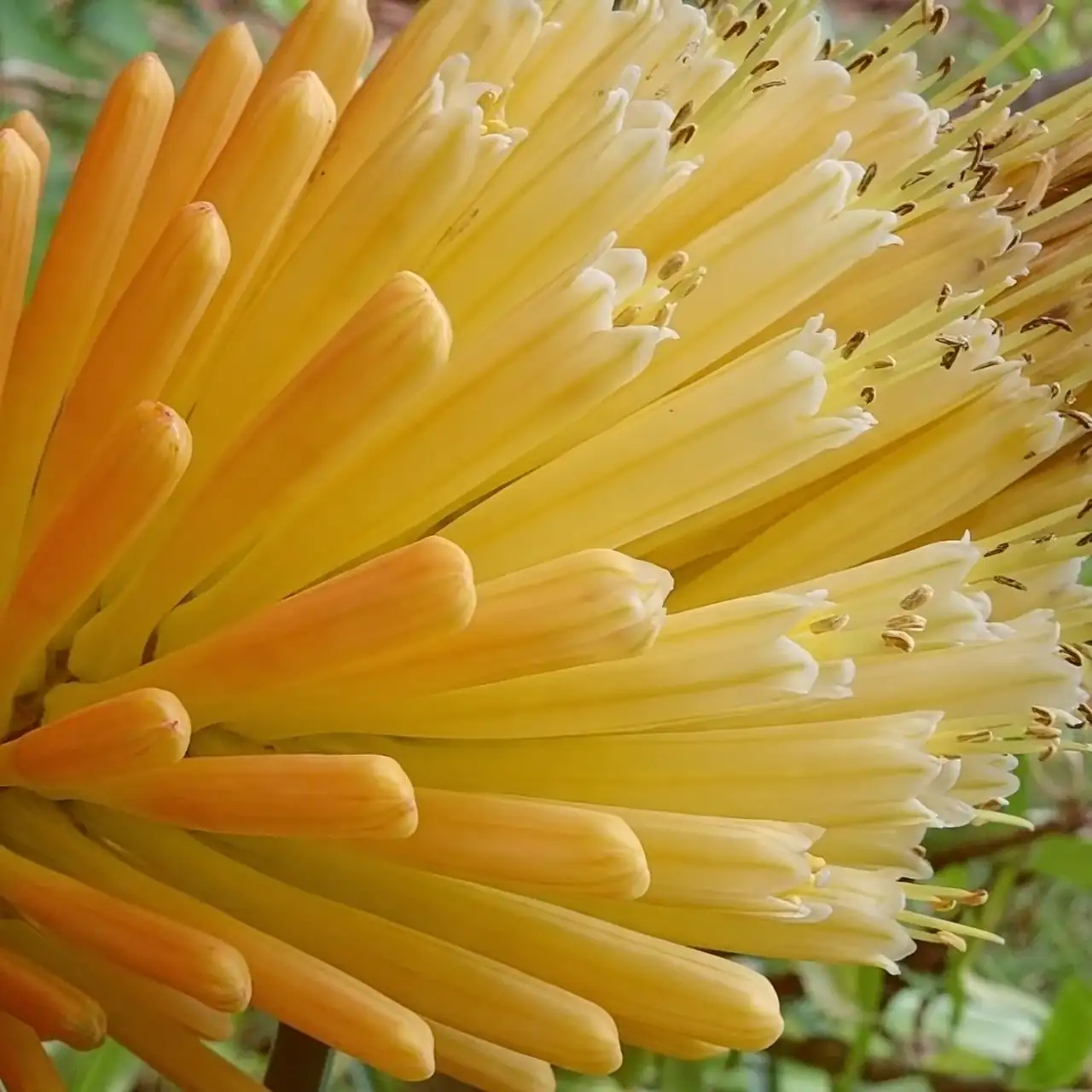 red hot poker seedlings tray close-up
