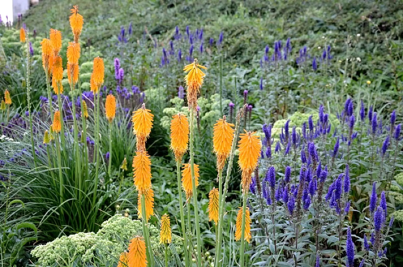 red hot poker with lavender border