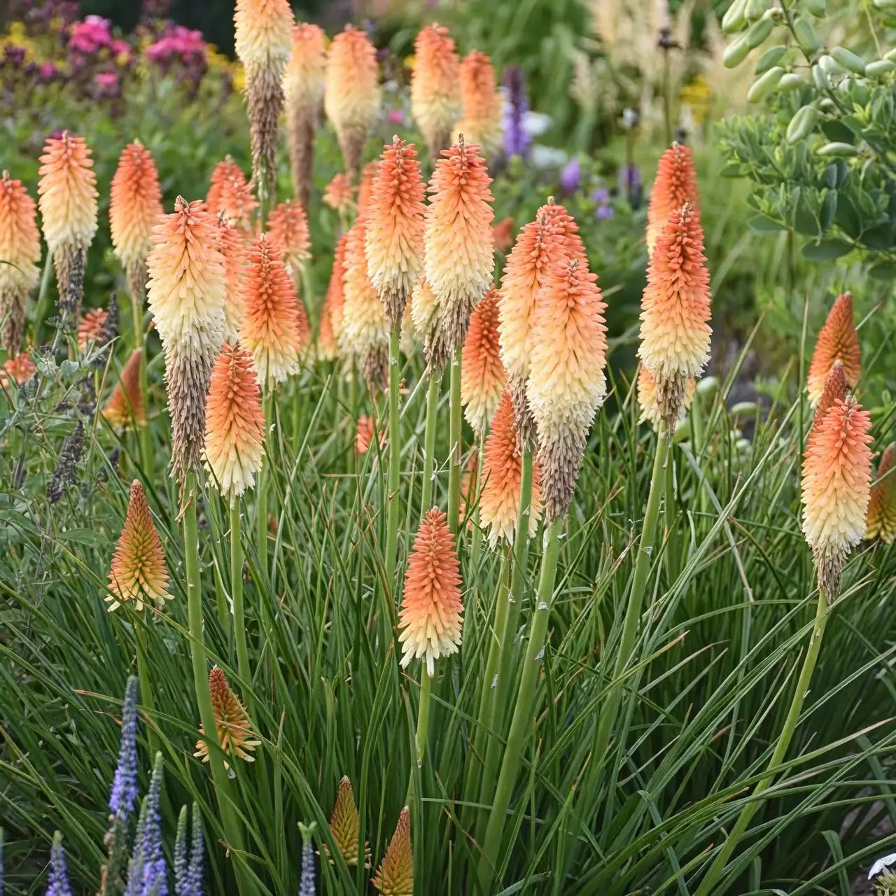 让花境‘燃’起来：火炬花×观赏草×蓝紫花的高反差配色与层次公式
