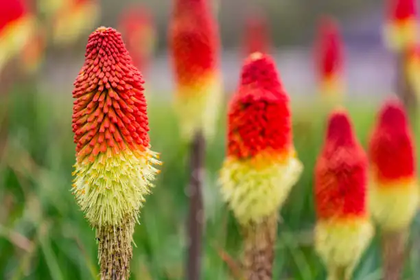 red hot poker flower spike close-up