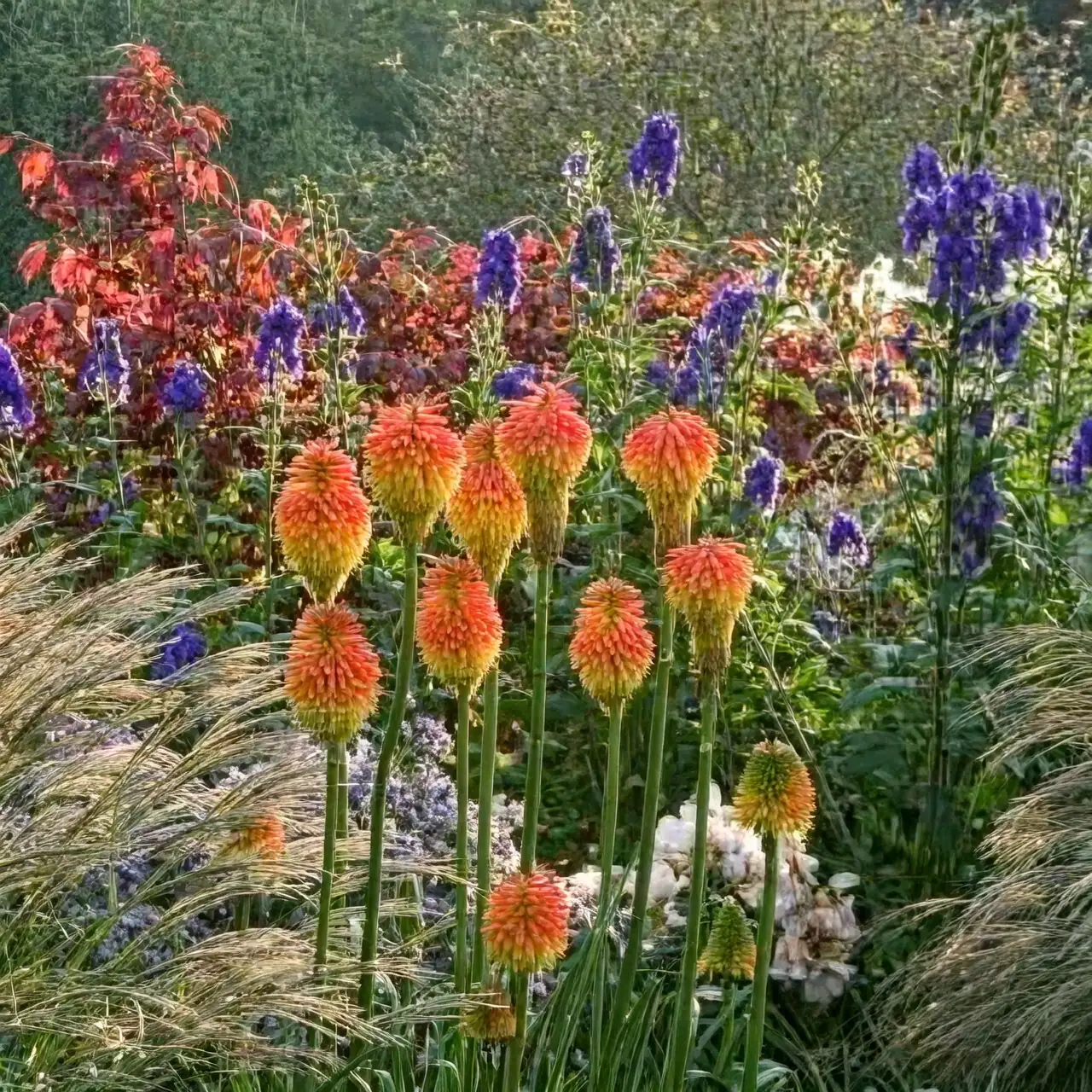 red hot poker globe thistle miscanthus border