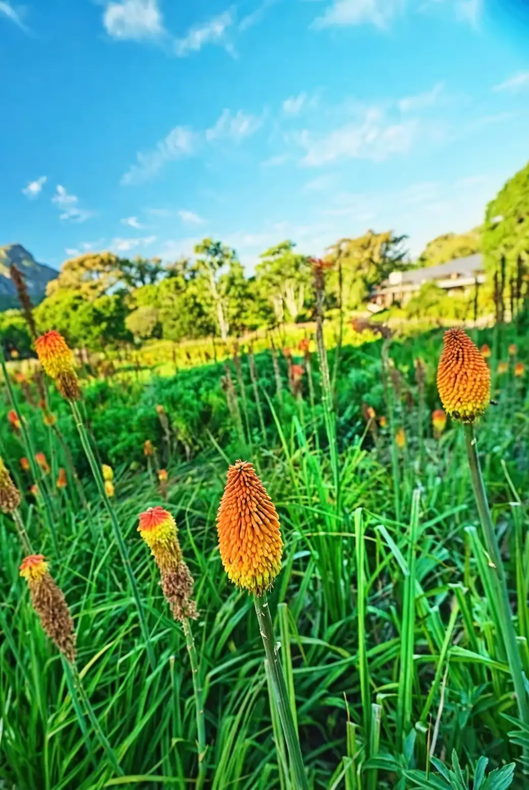 少浇水也能“烈焰如歌”：抗旱花园中的火炬花布局与土壤改良法