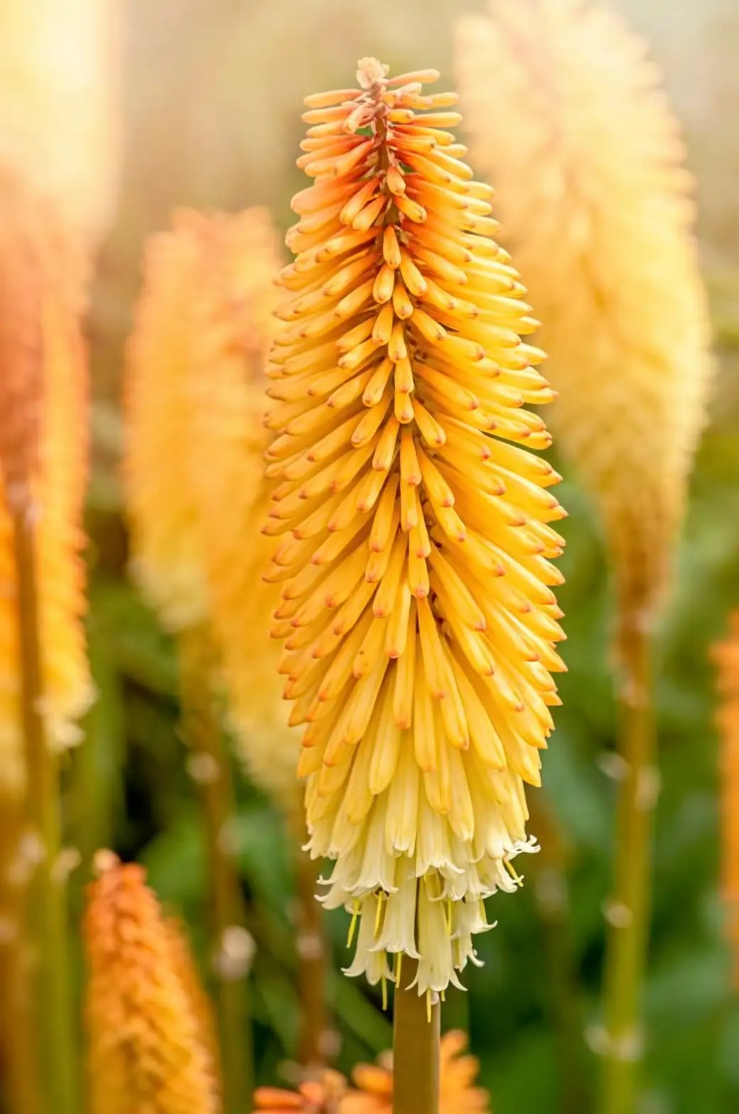 torch lily flower spike close-up