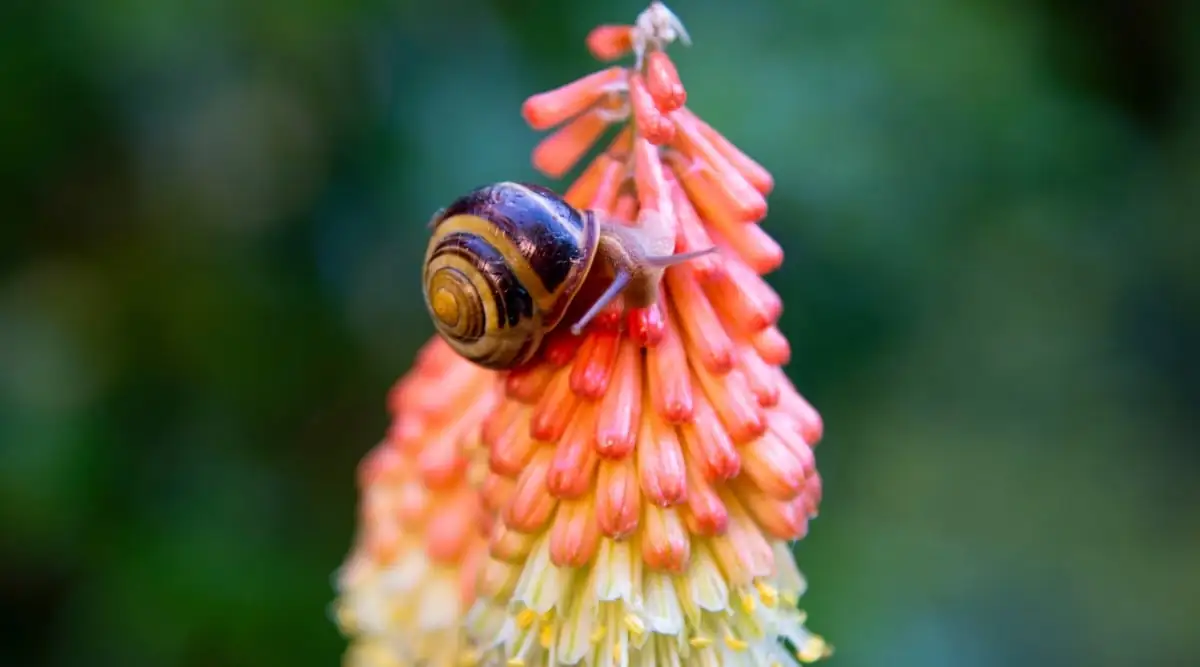 torch lily winter protection straw