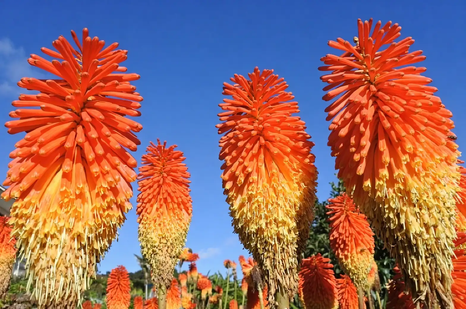red hot poker potting mix