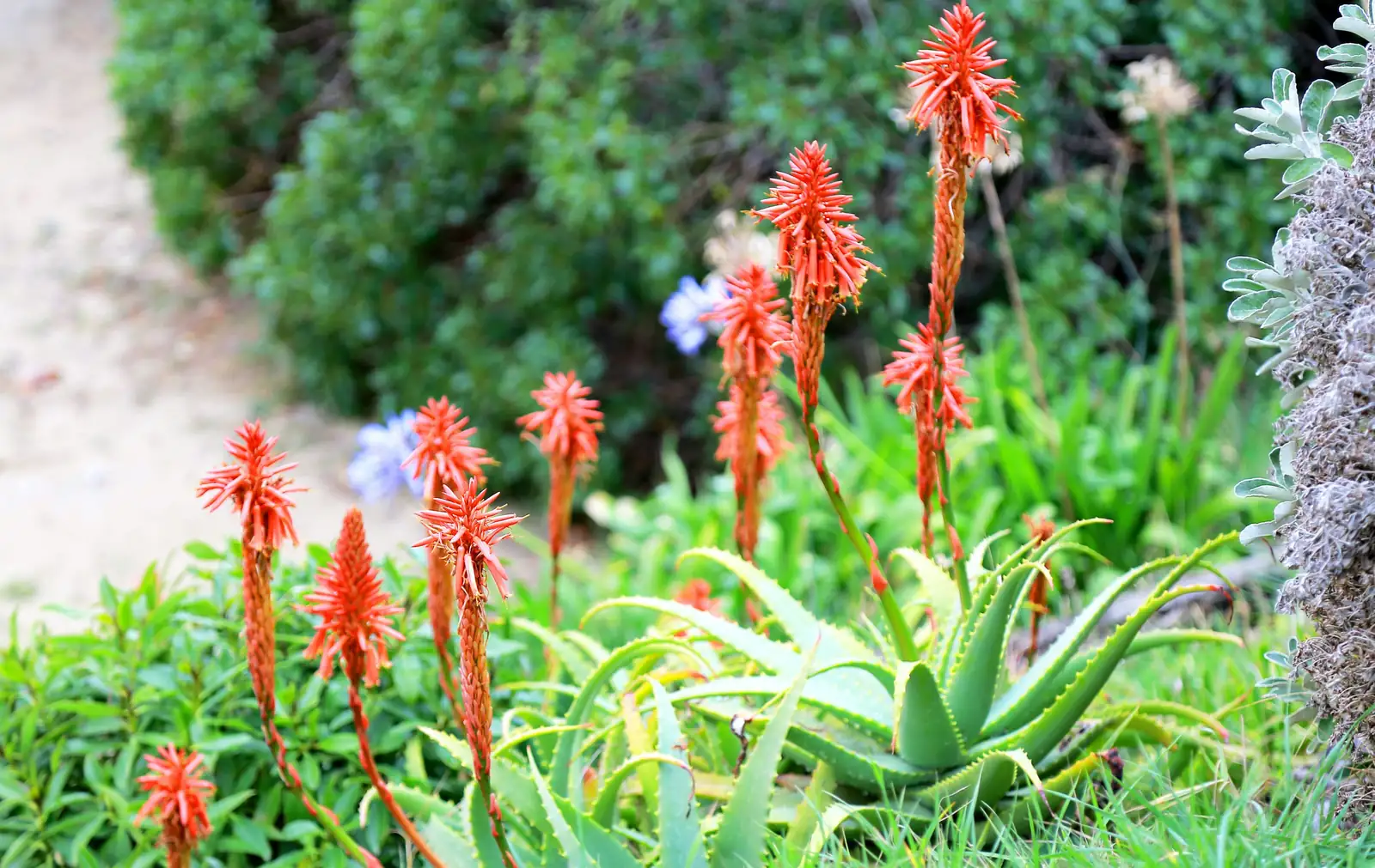 red hot poker watering can