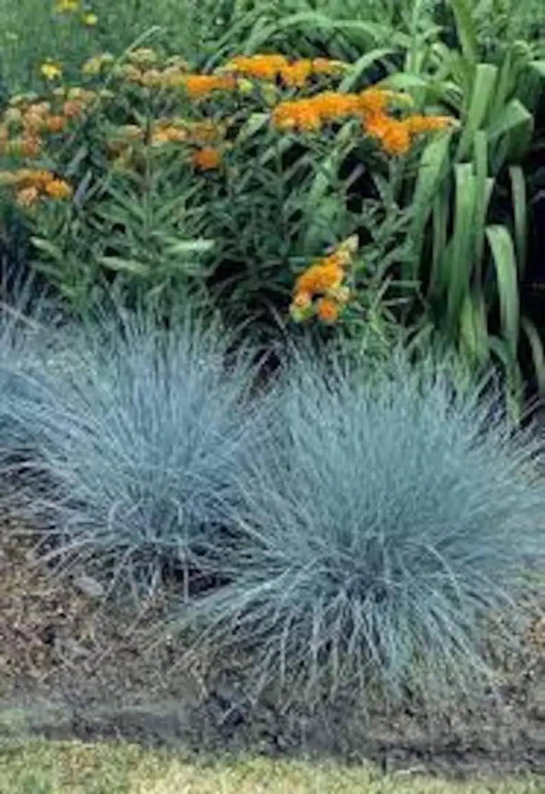 red hot poker blue fescue balcony