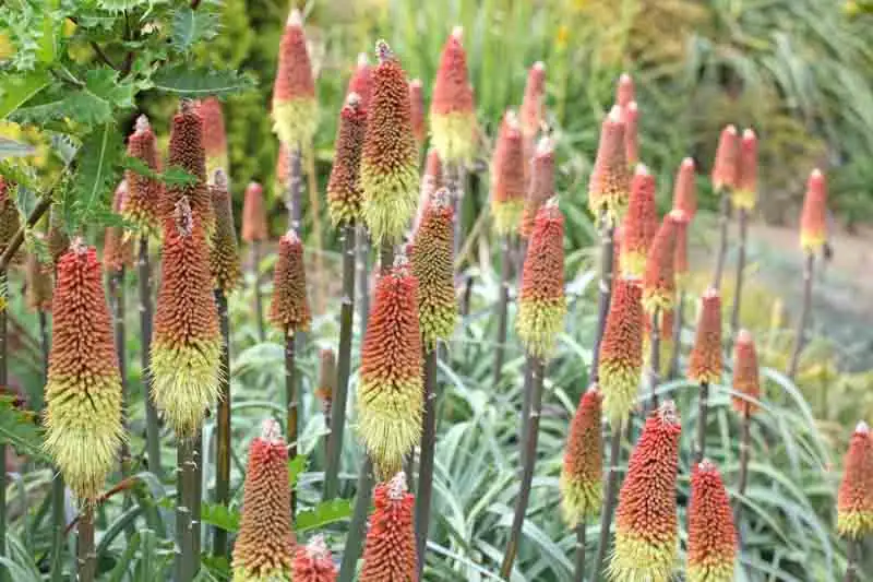 如何解锁二次开花？把握花后3个关键动作，让火炬花秋季再燃一次