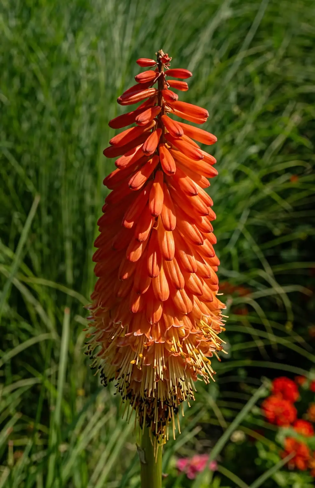 red hot poker flower spike close-up
