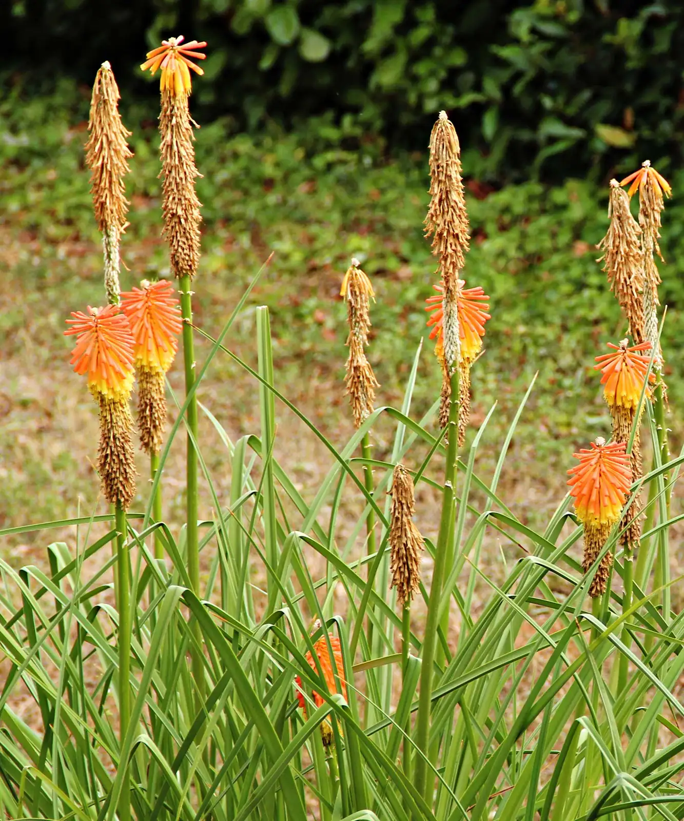 red hot poker pruning spent stalk