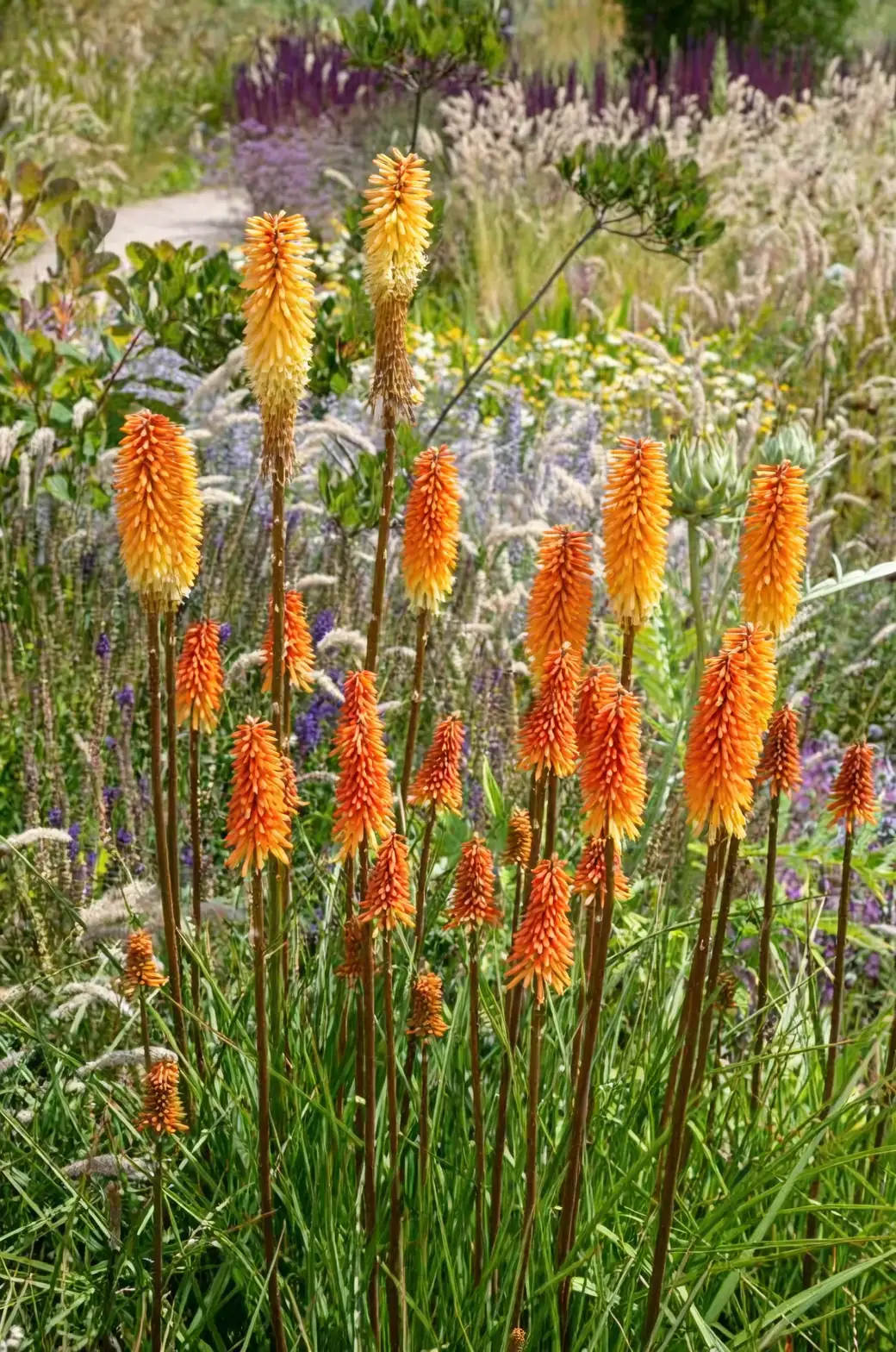 给蜜蜂一条“光明大道”：用火炬花打造传粉者友好花园的节律与避坑