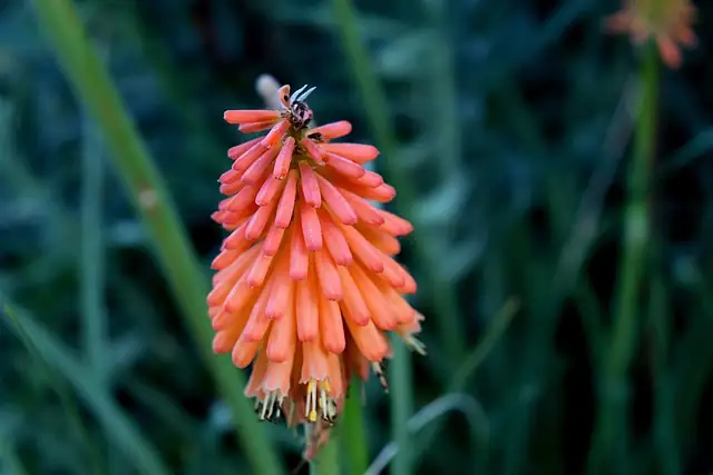 red hot poker flower close-up