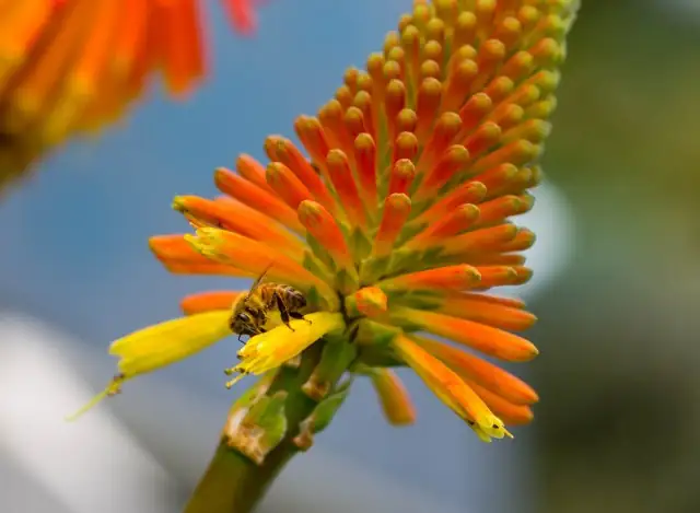 bee on red hot poker