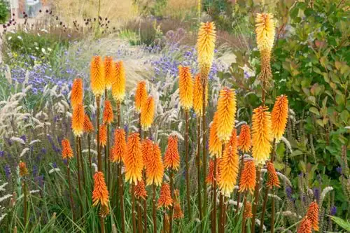 red hot poker salvia lavender border