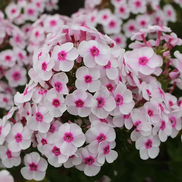annual phlox flower cluster close-up