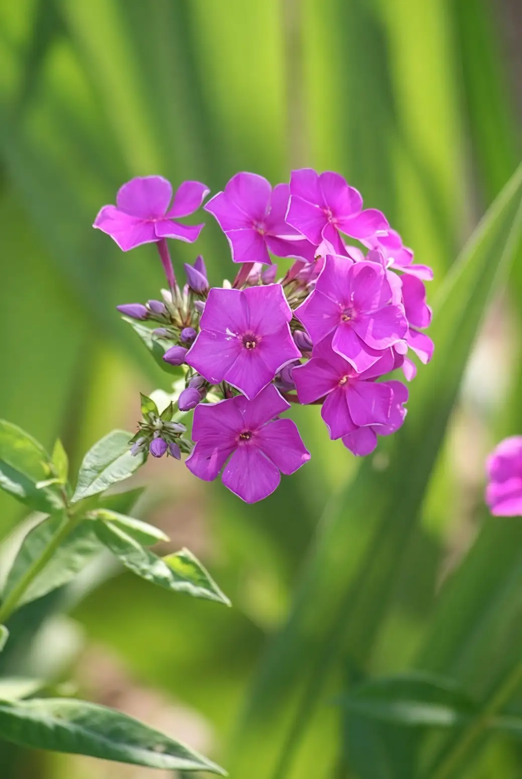 annual phlox watering at base