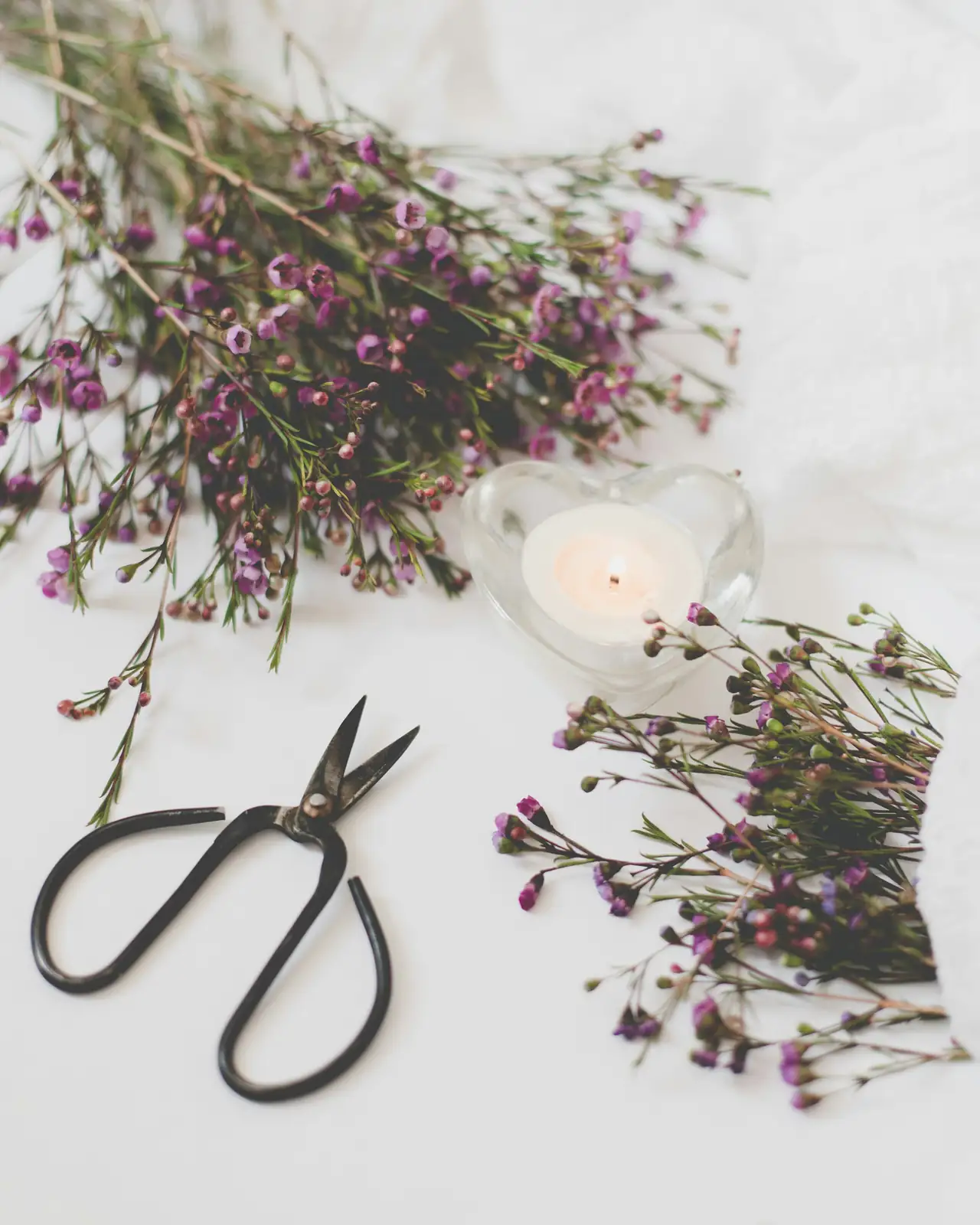 annual phlox deadheading scissors