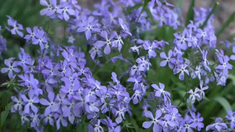 annual phlox Victorian bedding garden