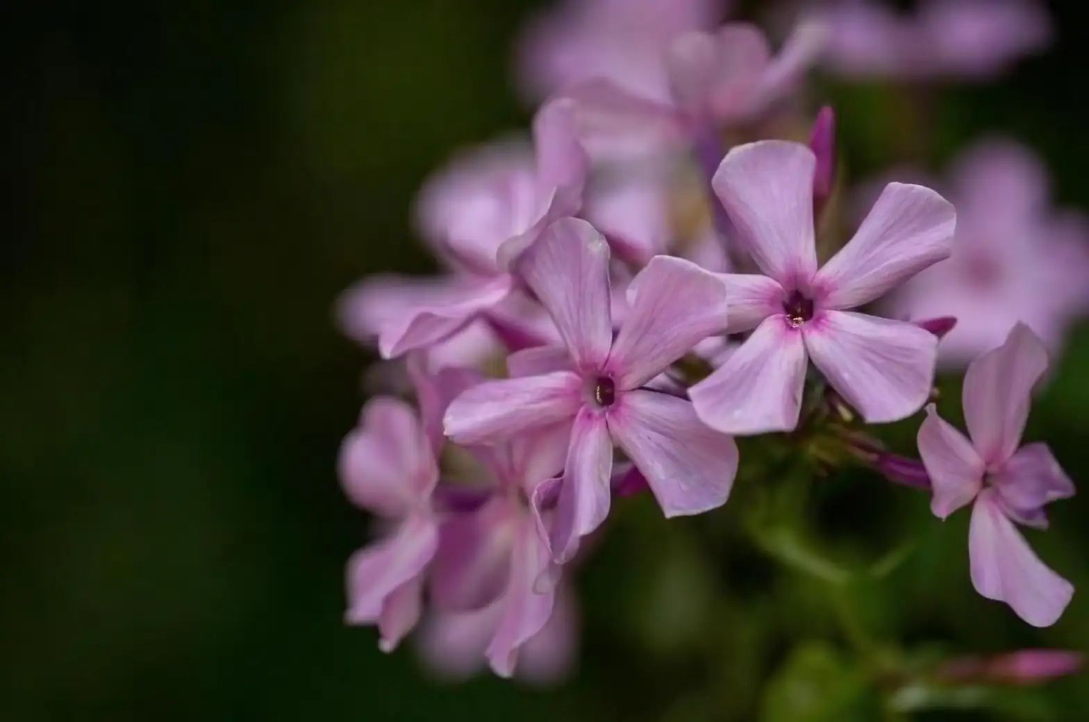 annual phlox flower eye close-up