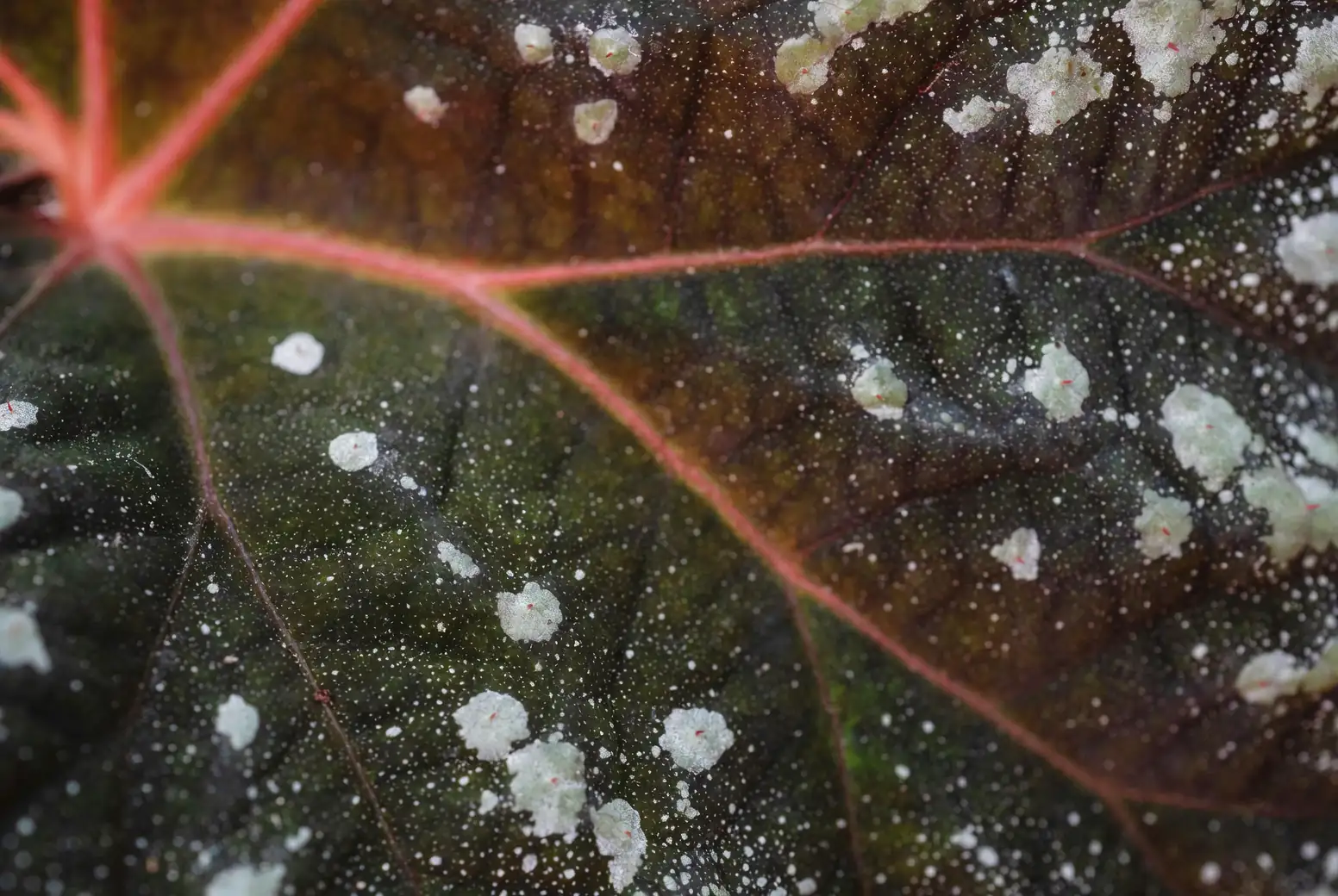 annual phlox powdery mildew leaves