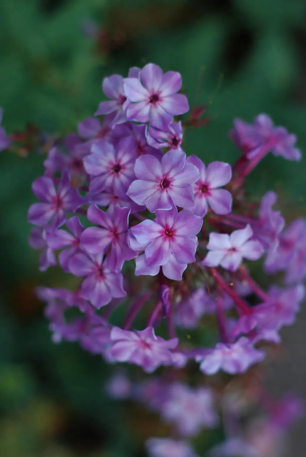 phlox star shaped petals closeup