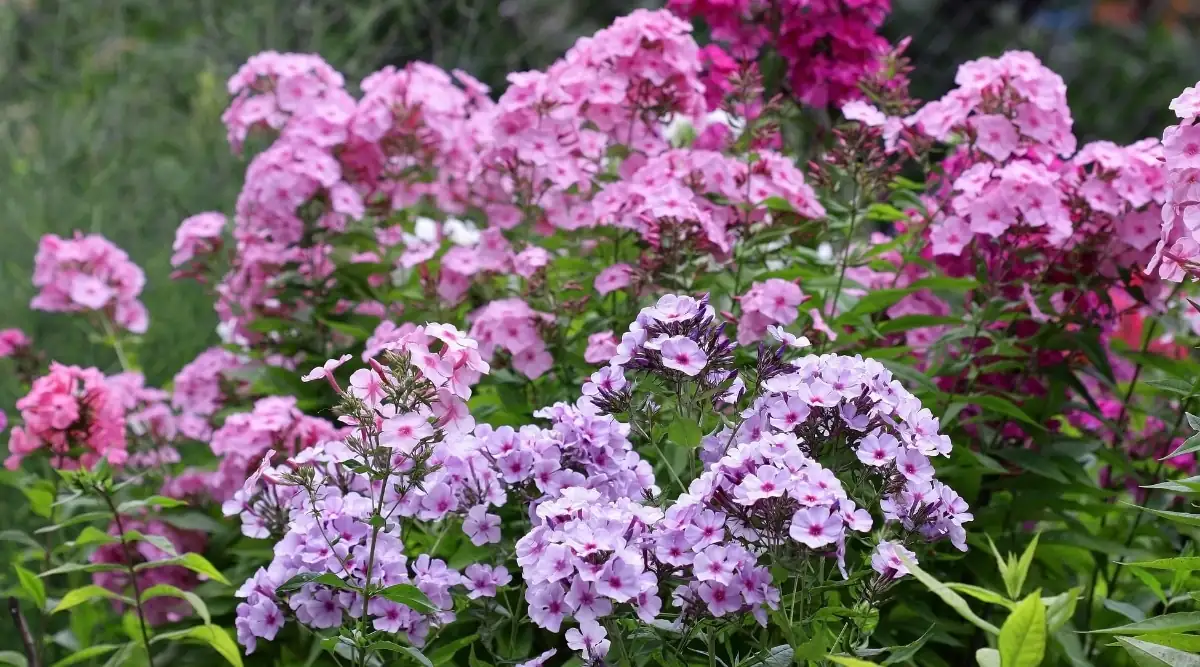annual phlox mass planting bed