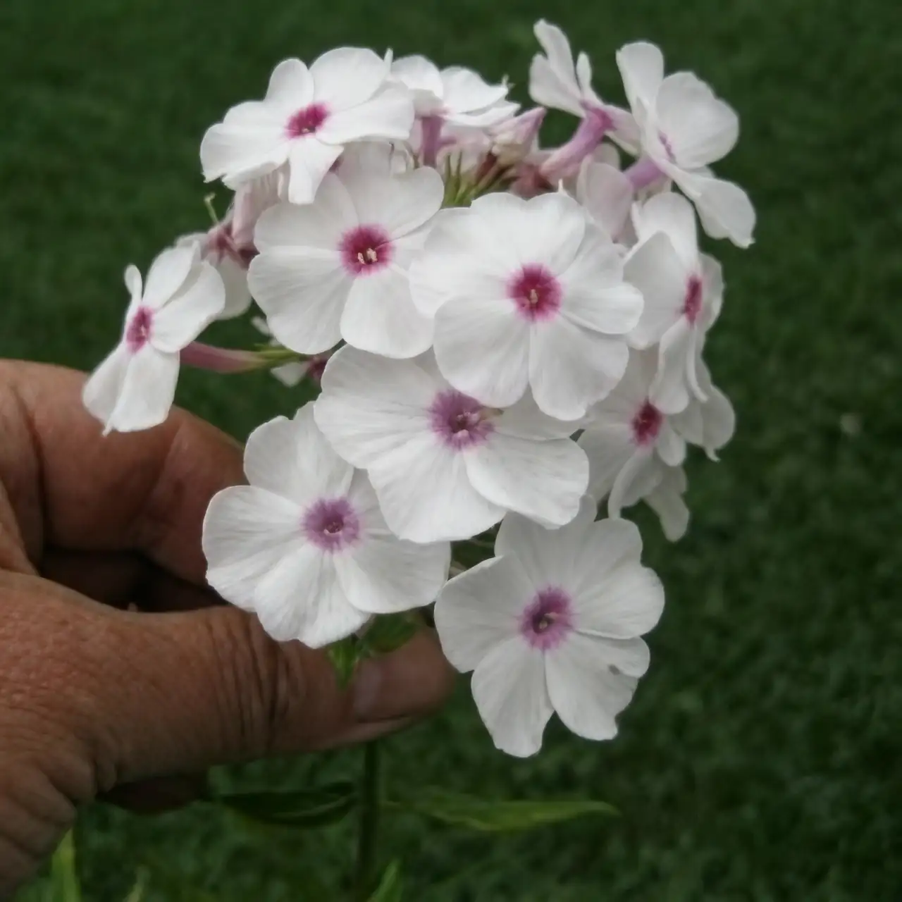 phlox dark eye center macro