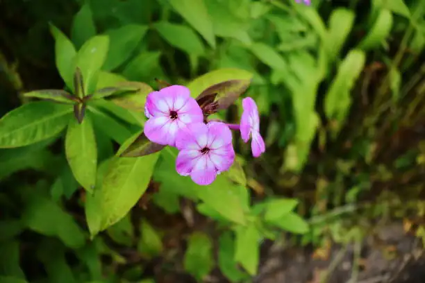phlox drummondii flower eye close-up