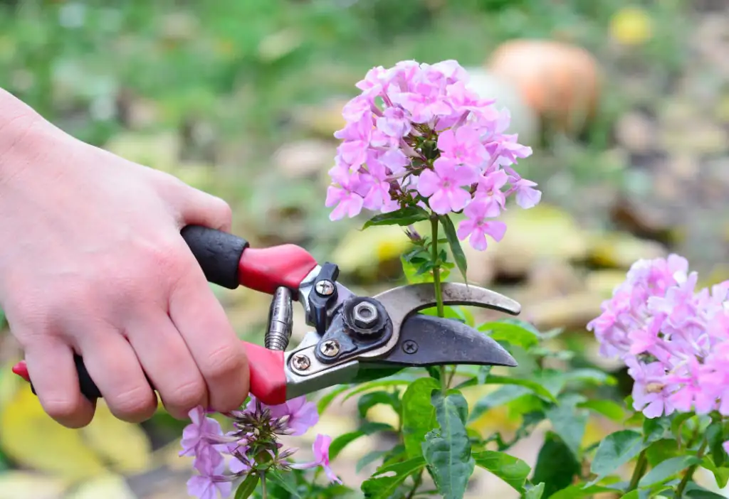 phlox deadheading hand close-up
