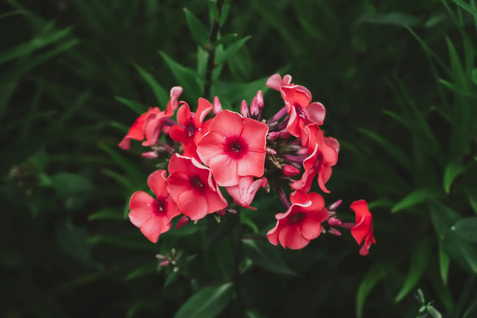 phlox drummondii flower cluster close-up