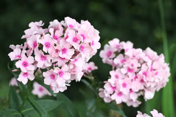 phlox red pink white dusty miller