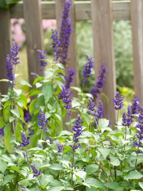 orange phlox with blue salvia