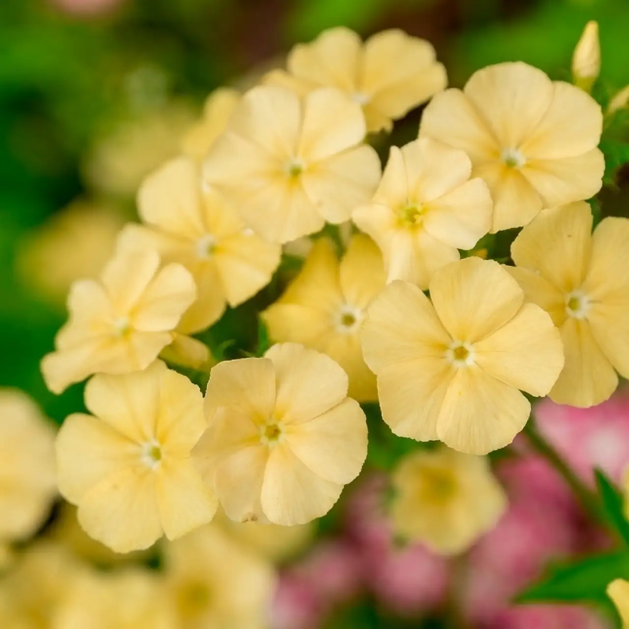 phlox drummondii seeds vermiculite cover