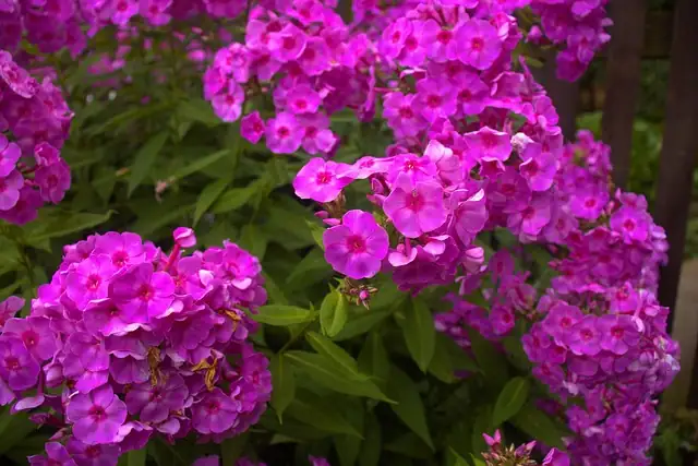 phlox drummondii seedlings bottom watering