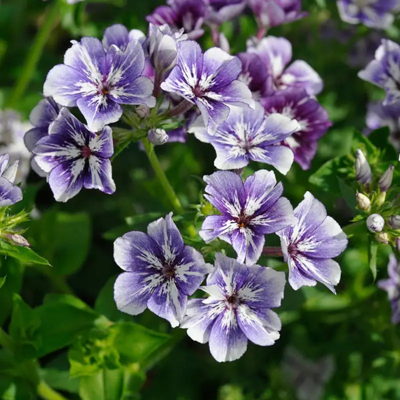 phlox drummondii compact blooming pot