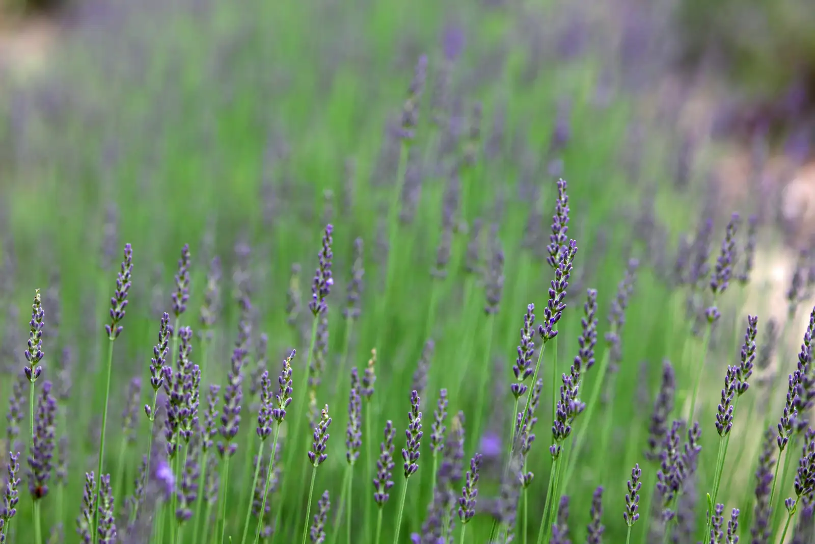 phlox and lavender raised bed