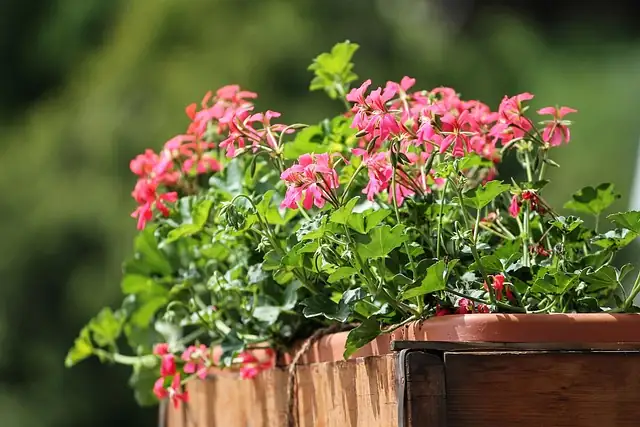 phlox balcony planter with lavender