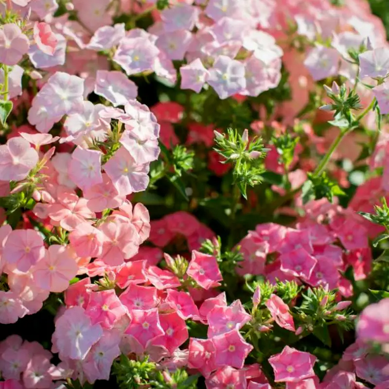 phlox drummondii shade cloth setup