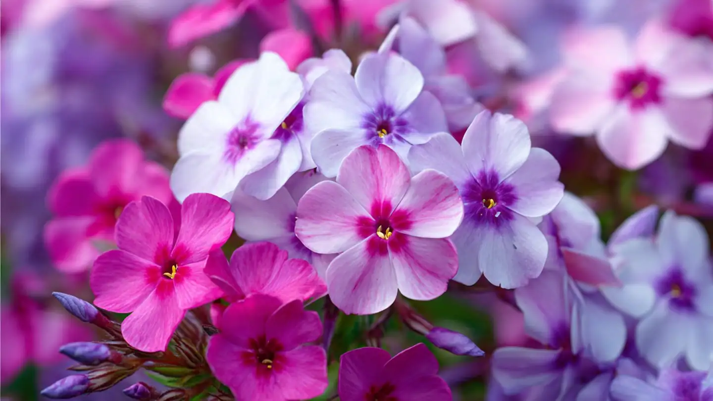 phlox drummondii spaced pots balcony