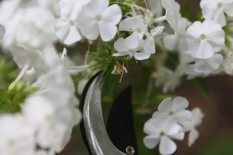 phlox drummondii pruning shears cut