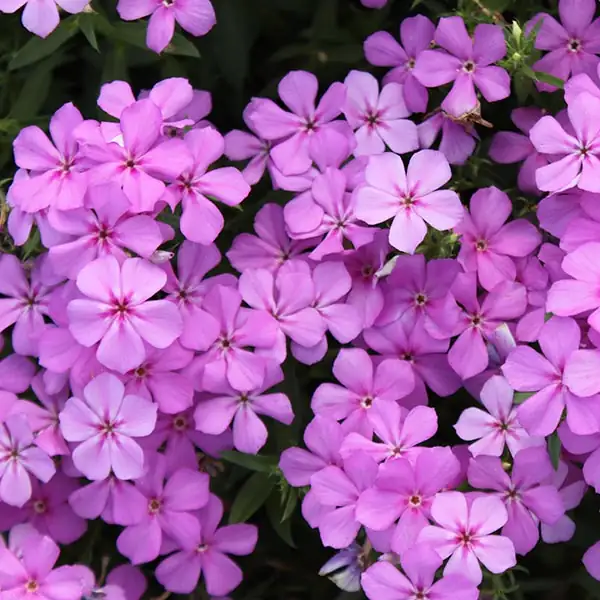 annual phlox dark eye close-up