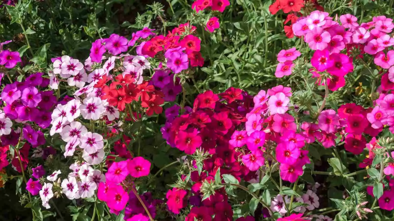 annual phlox color block gradient
