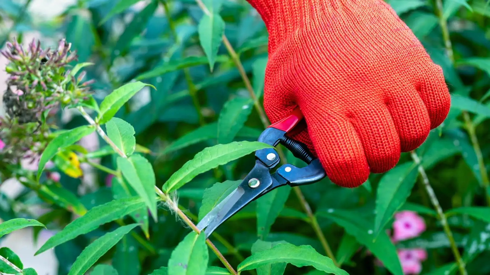 annual phlox deadheading hand pruning