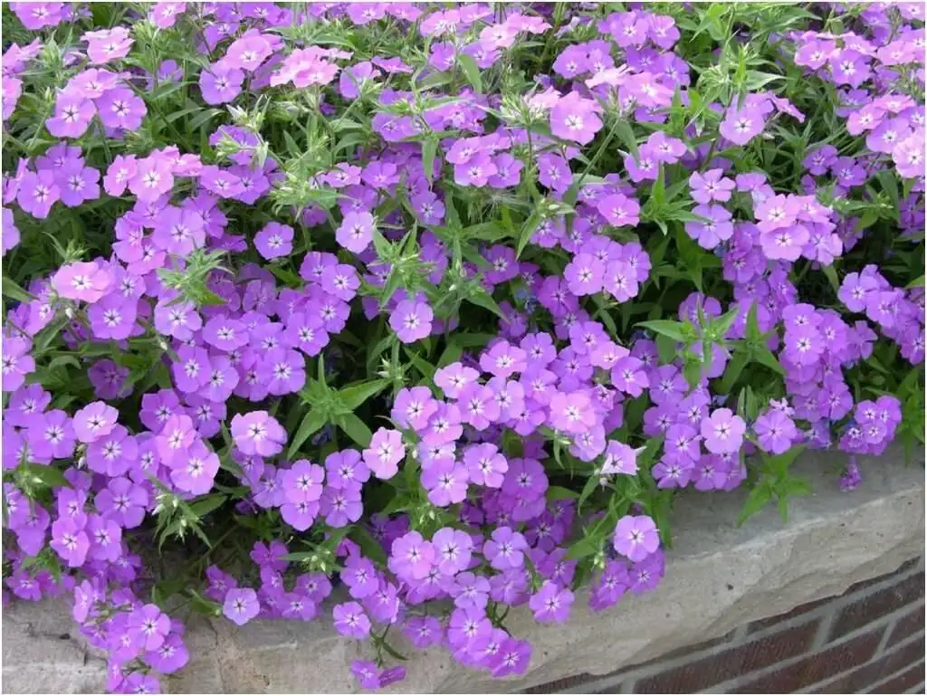 一眼挑中爆花潜力股：逛花市选购一年生福禄考的避坑与鉴别要点
