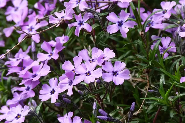 phlox drummondii leaf underside pests