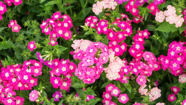 phlox drummondii repotting hands