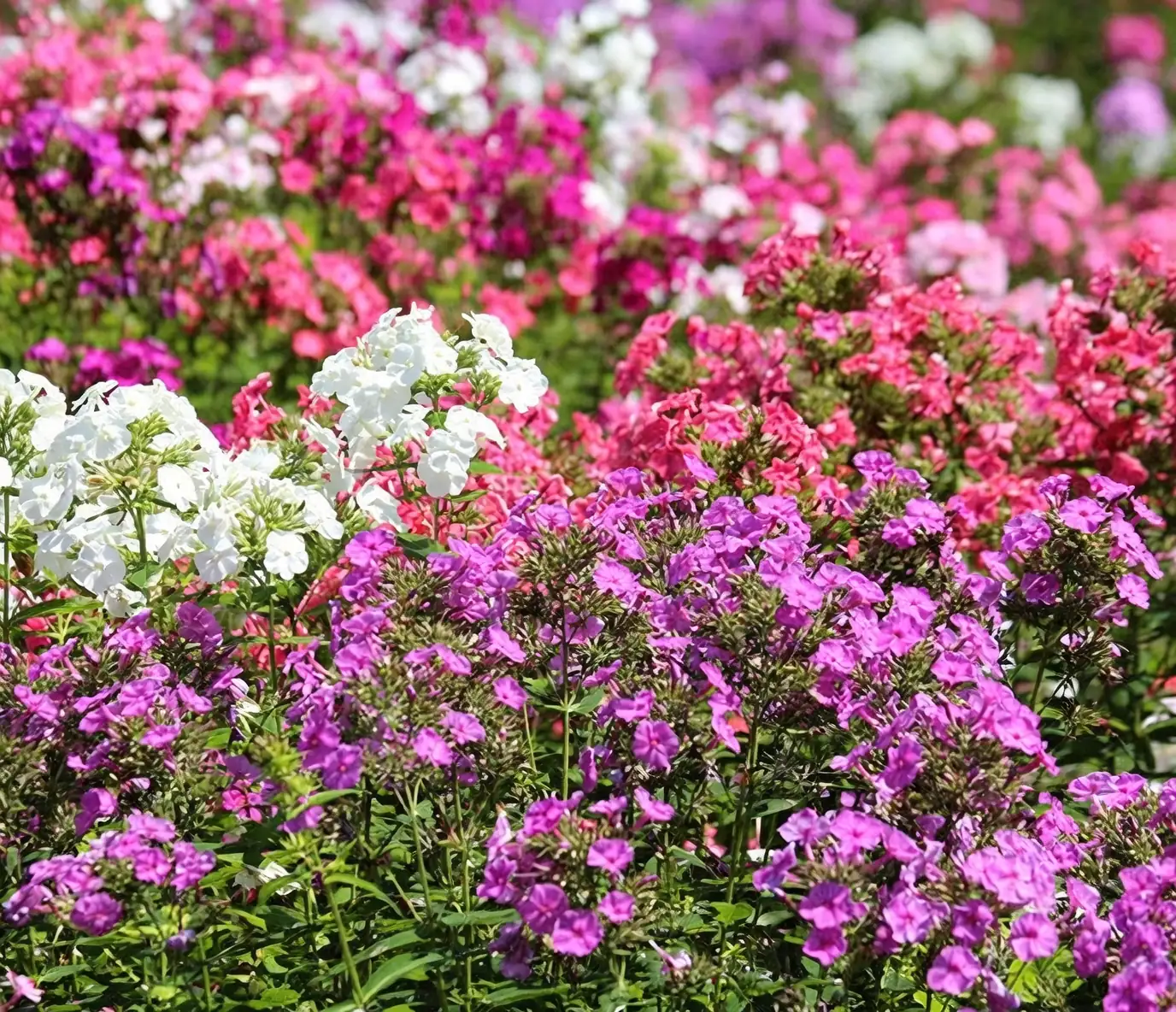 phlox drummondii mass planting