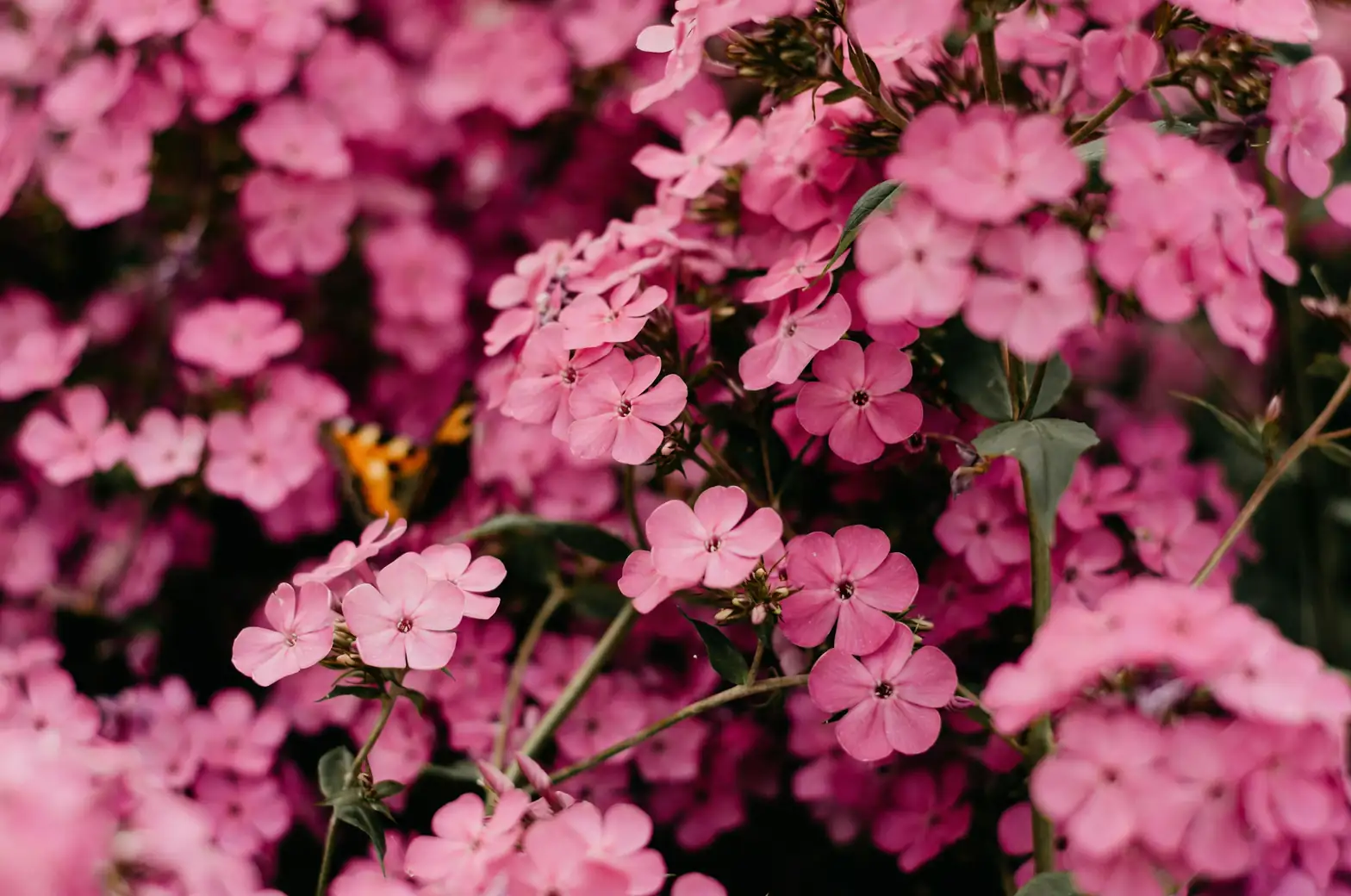 phlox full sun balcony